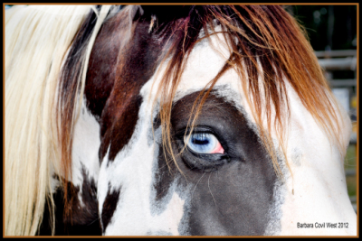 Bucking Horse Eye